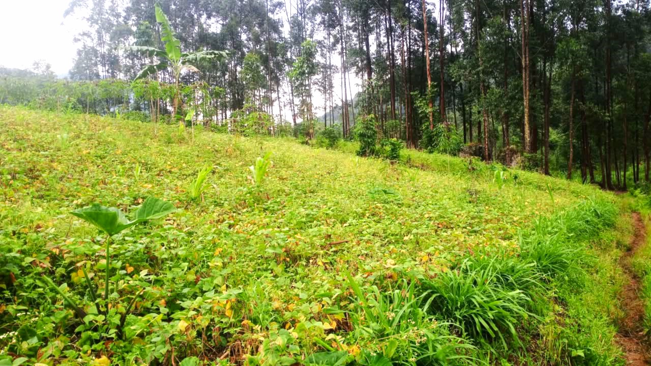 Green hillside and trees in a catchment
