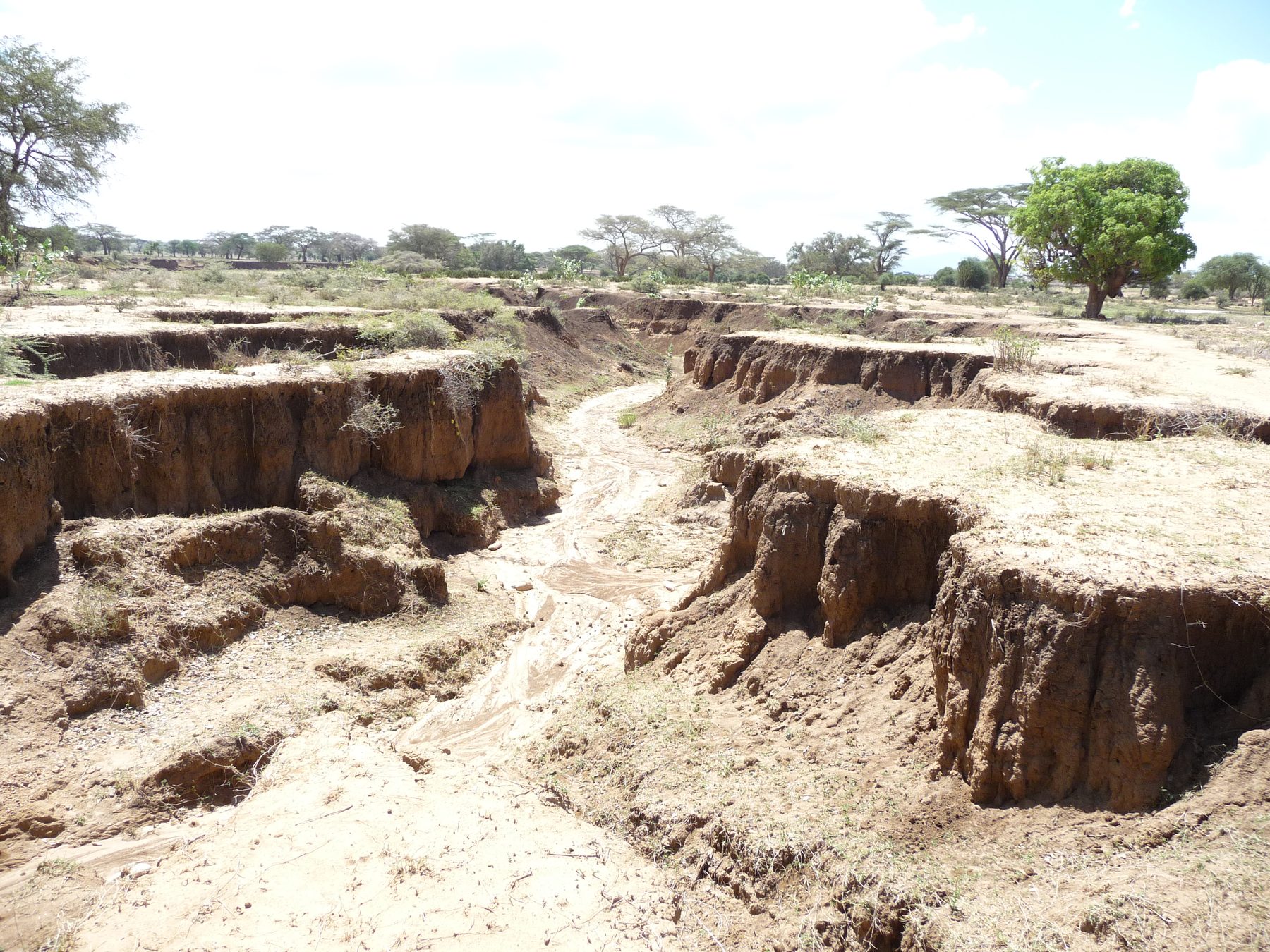 Describing a soil profile in the field