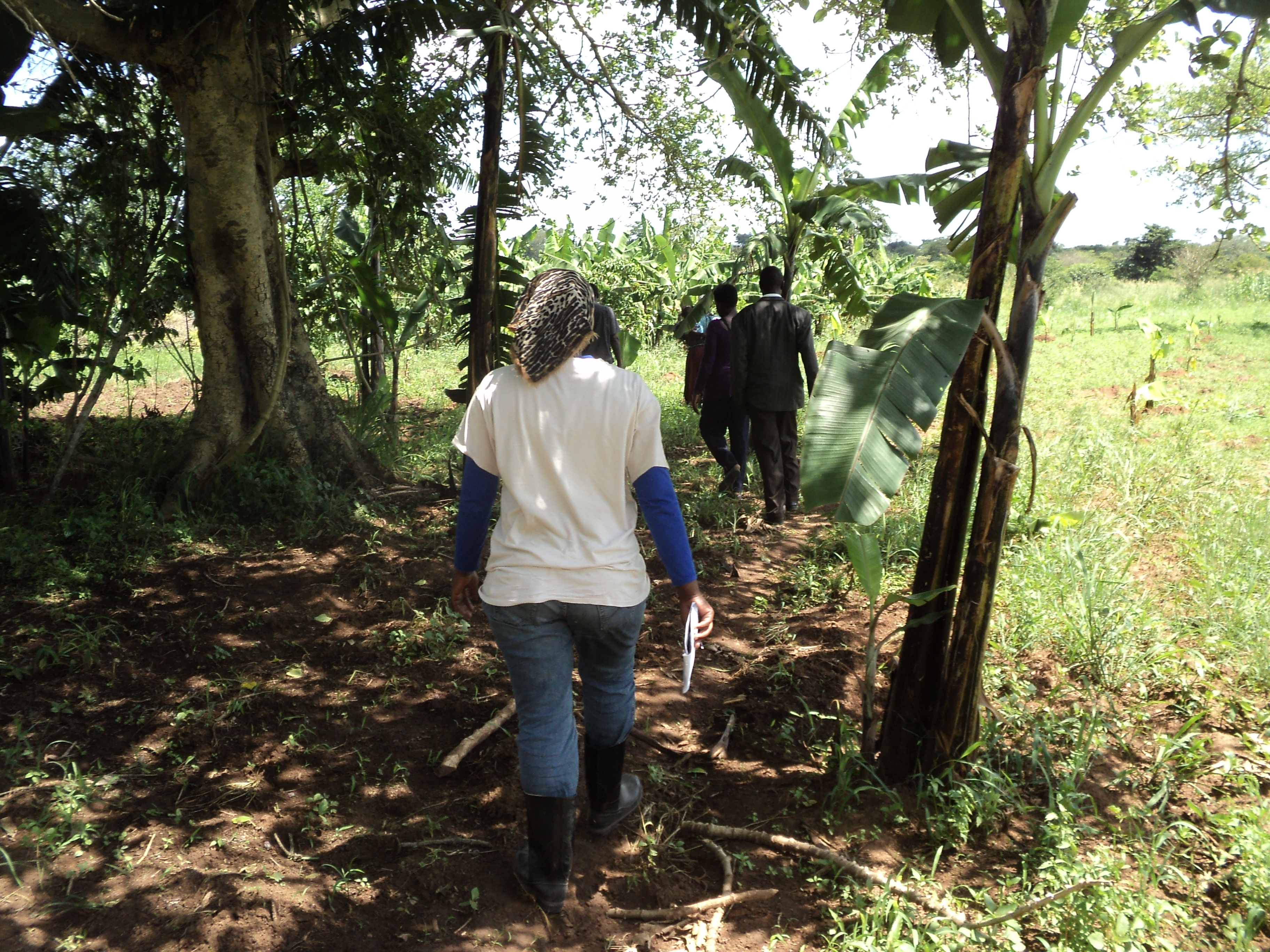 Soil trench opened for field assessment