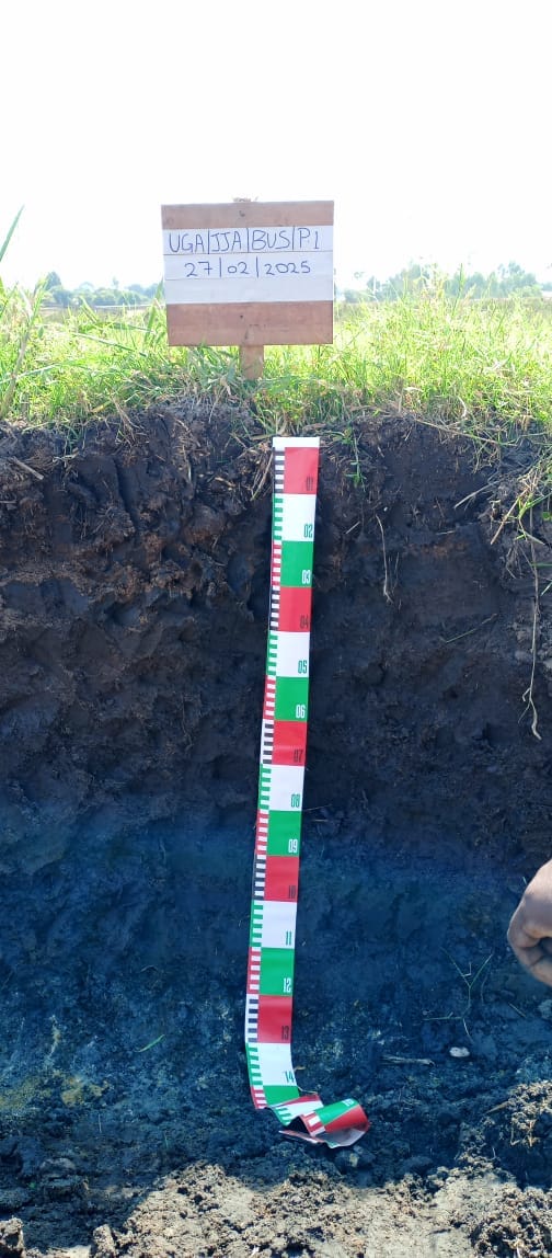 Soil sampling in a dry cropland plot